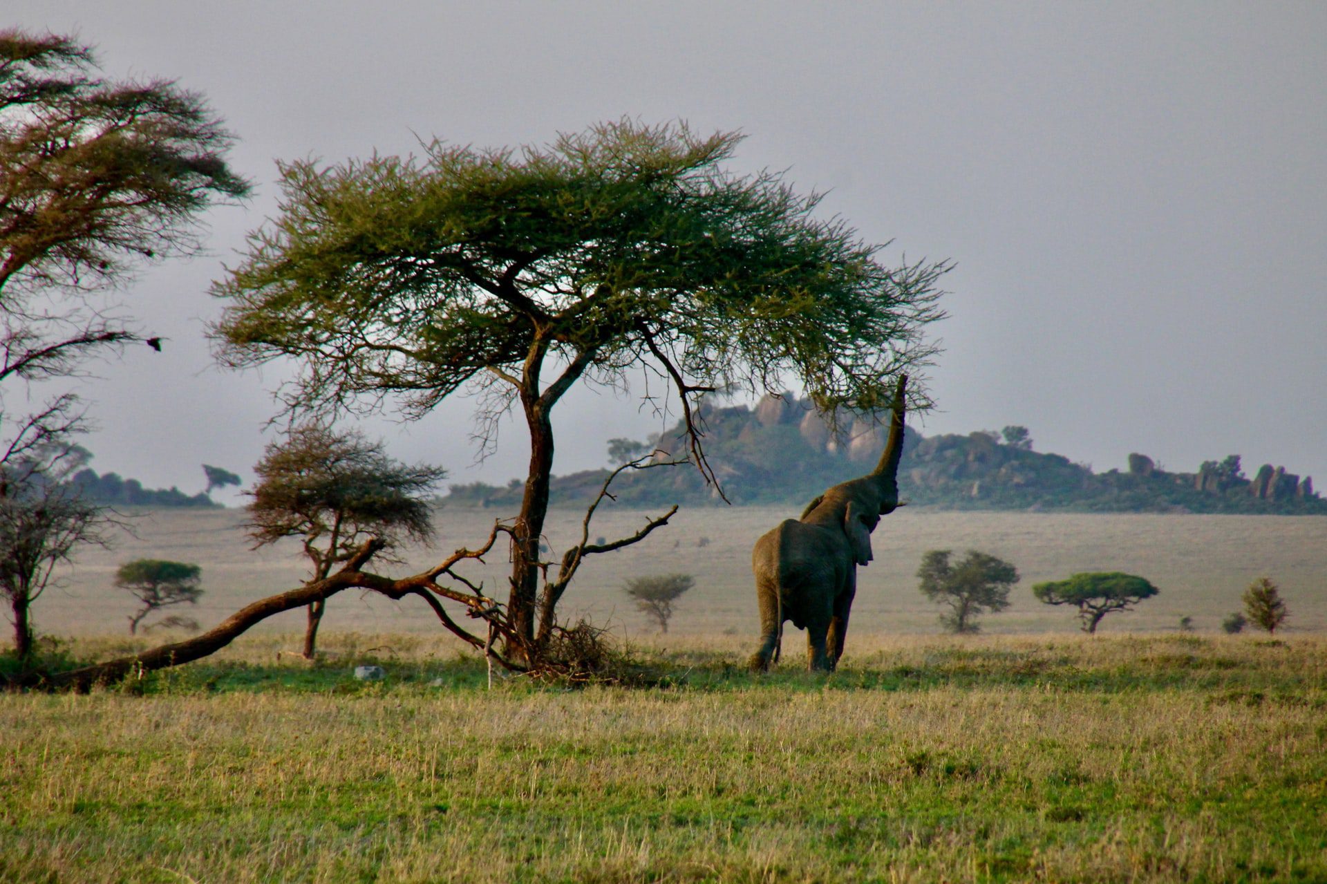 Exclusive 5-Day Tanzania Safari