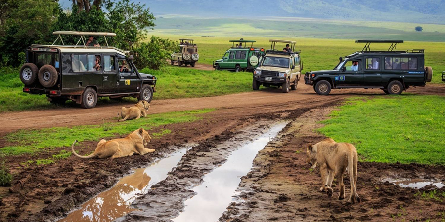 5-Day Luxury Tanzania Wildlife Tour