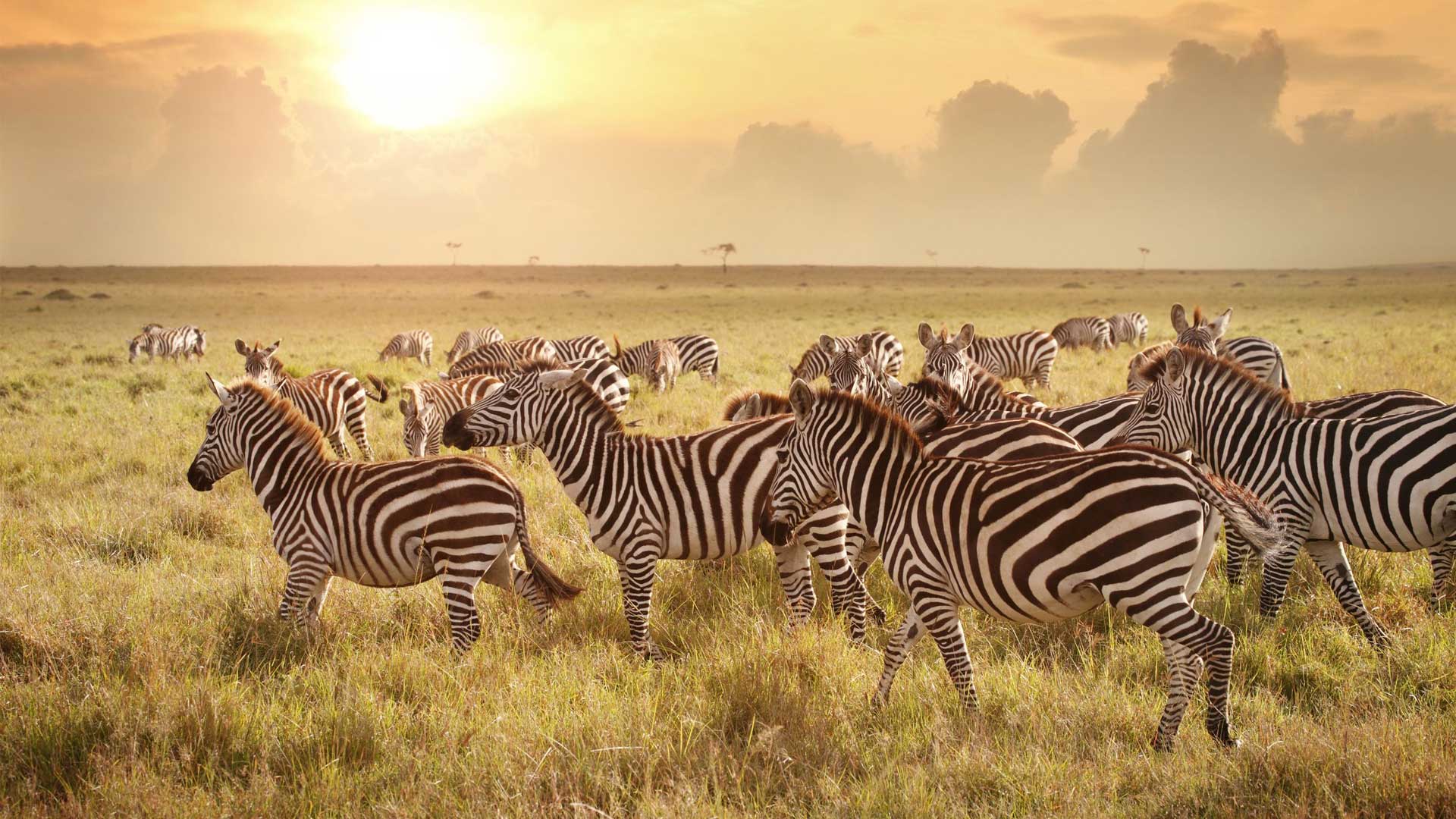 Exclusive 5-Day Tanzania Safari