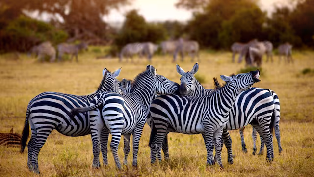6-Day Cultural & Wildlife Safari in Tanzania