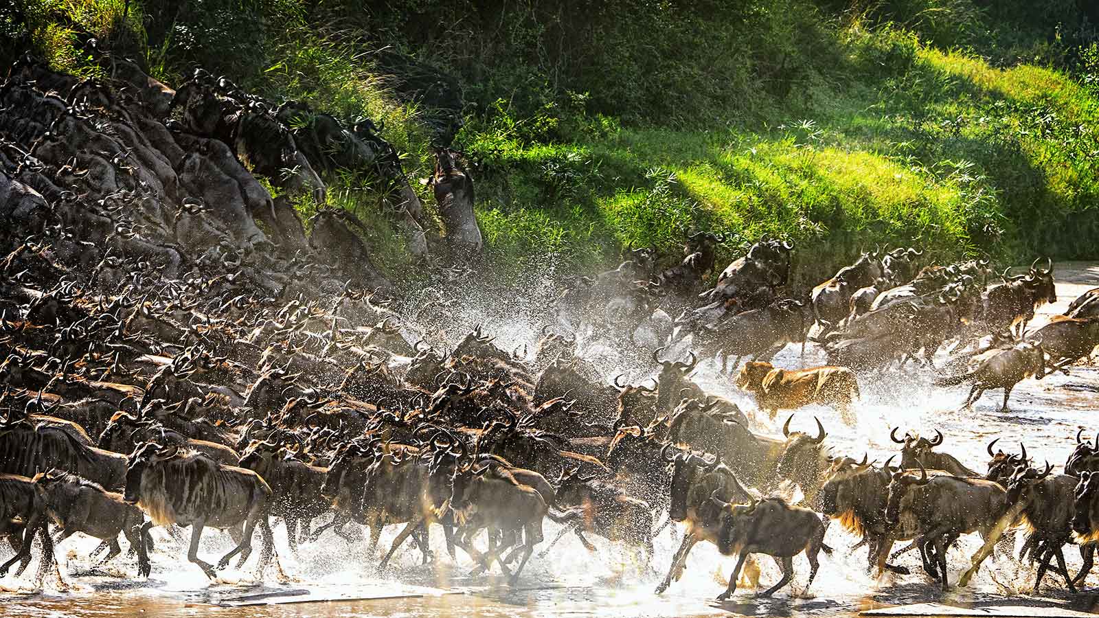8-Day Tanzania Wildlife Safari