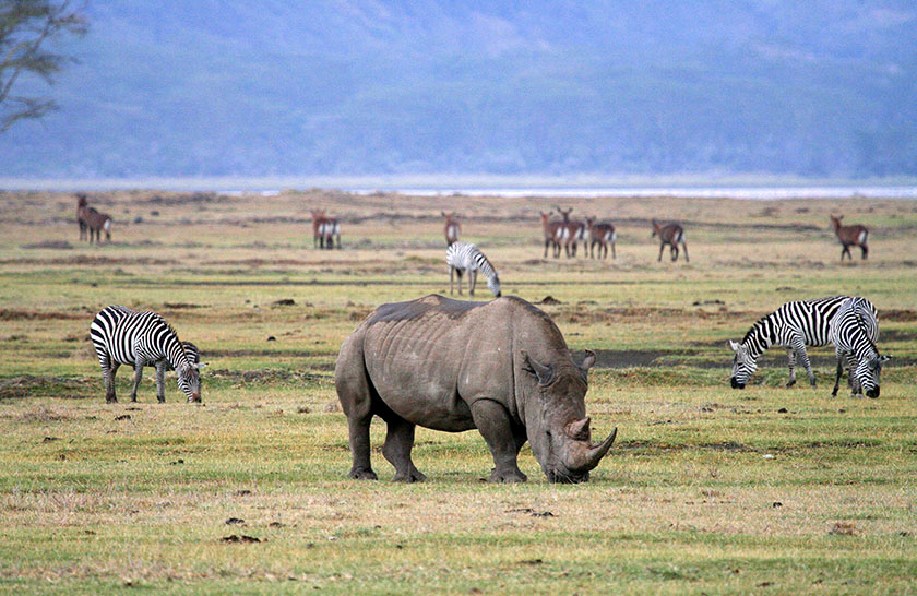 8-Day Tanzania Wildlife Safari