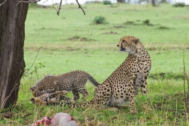 Exclusive 9-Day Tanzania Safari