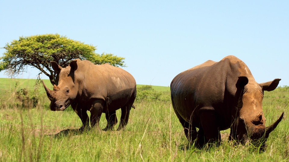 Exclusive 9-Day Tanzania Safari