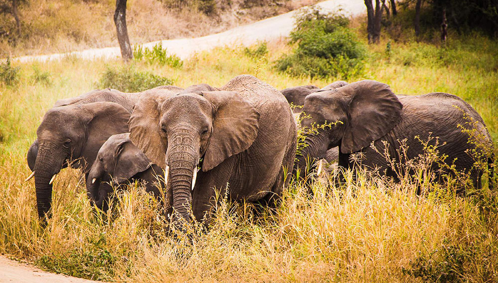 Exclusive 9-Day Tanzania Safari