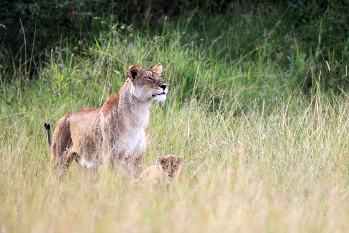 Luxury 5-Day Tanzania Safari