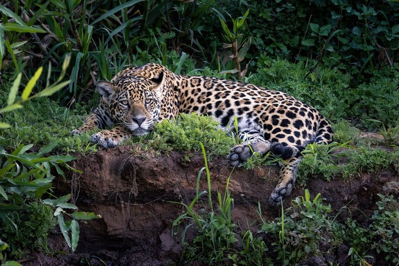 Luxury 5-Day Tanzania Safari