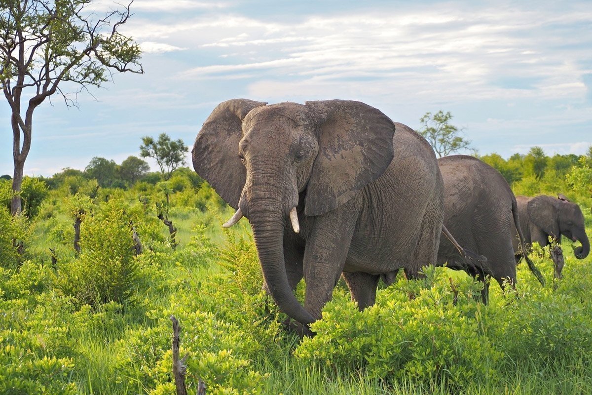 5 Days Tanzania Safari from Arusha Airport