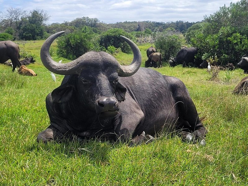 Safari + Boat Ride in Selous