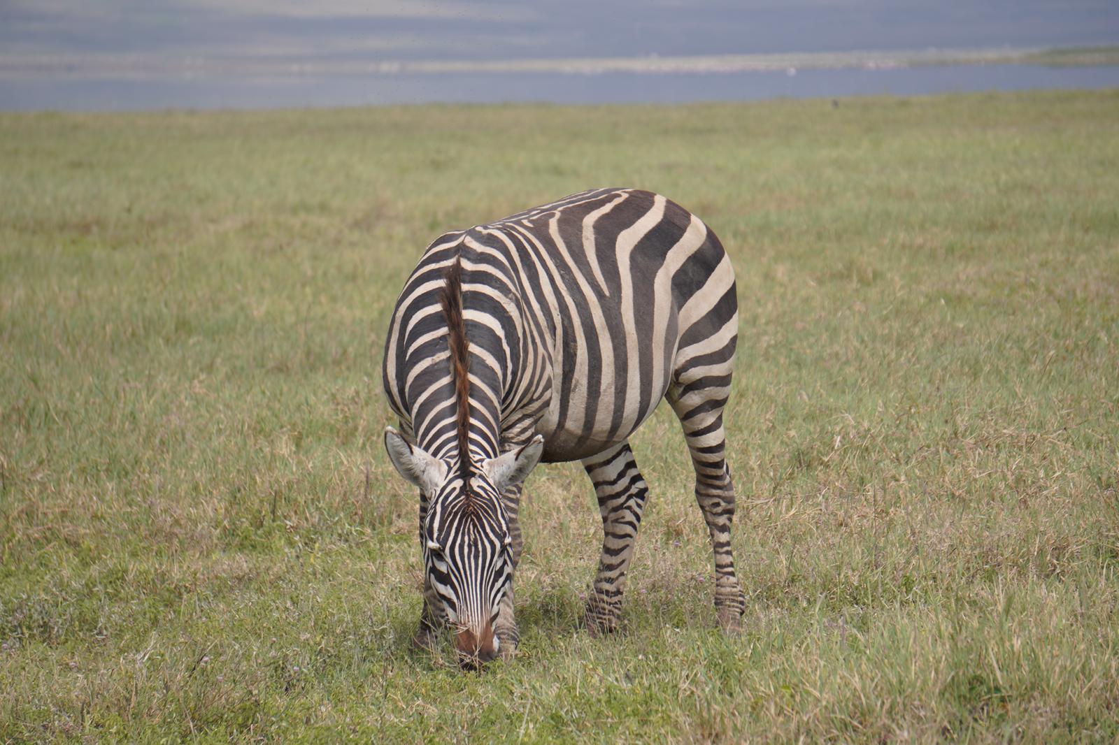 Tanzania Safari 12-Day Expedition