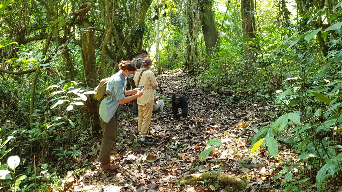 4-Day Gombe Chimpanzee Trekking Safari from Dar es Salaam
