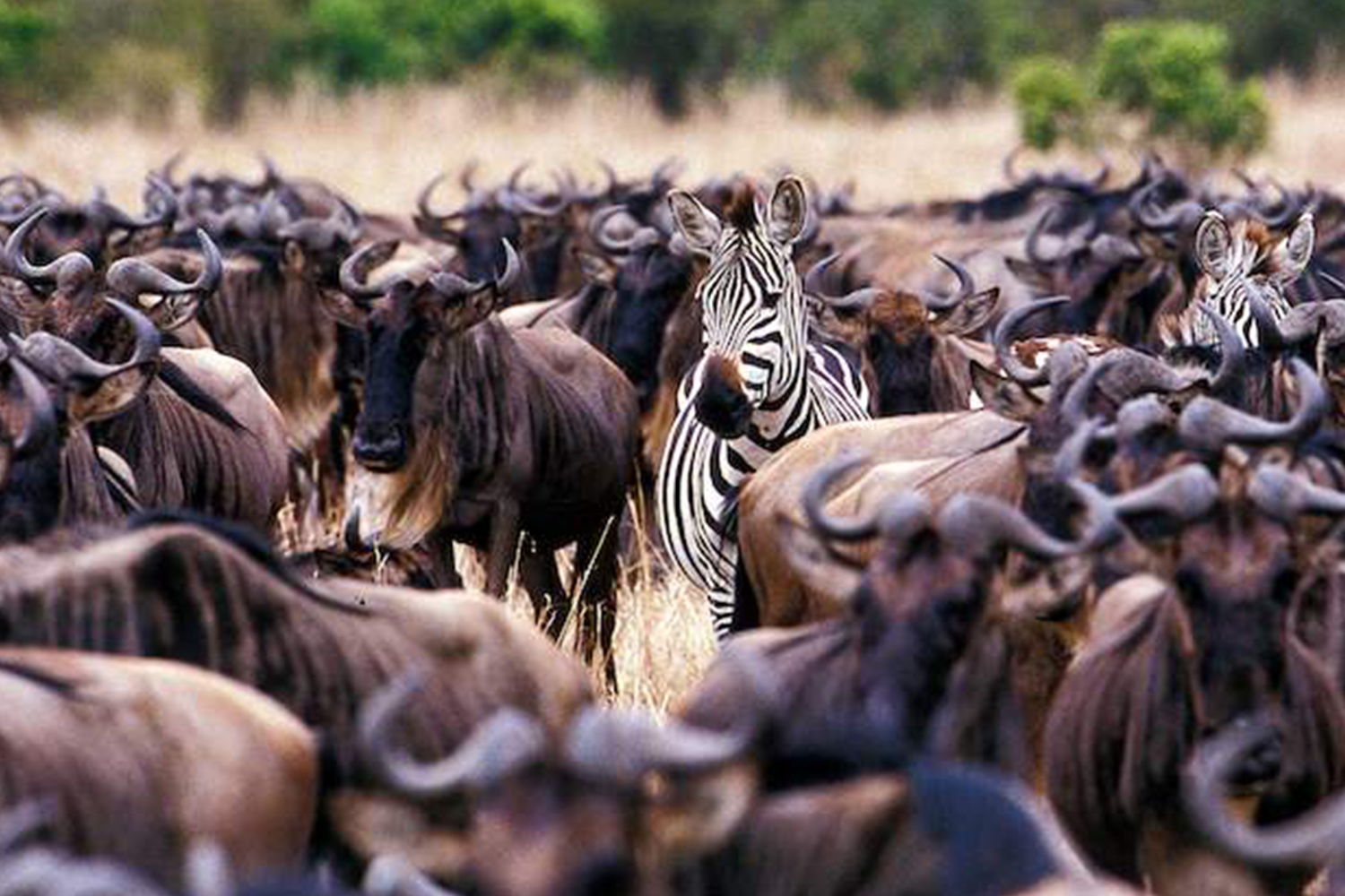  5 days Classic Tanzania Migration Safari Itinerary