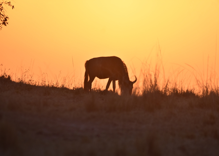 Nairobi National Park sunrise & sunset 2027