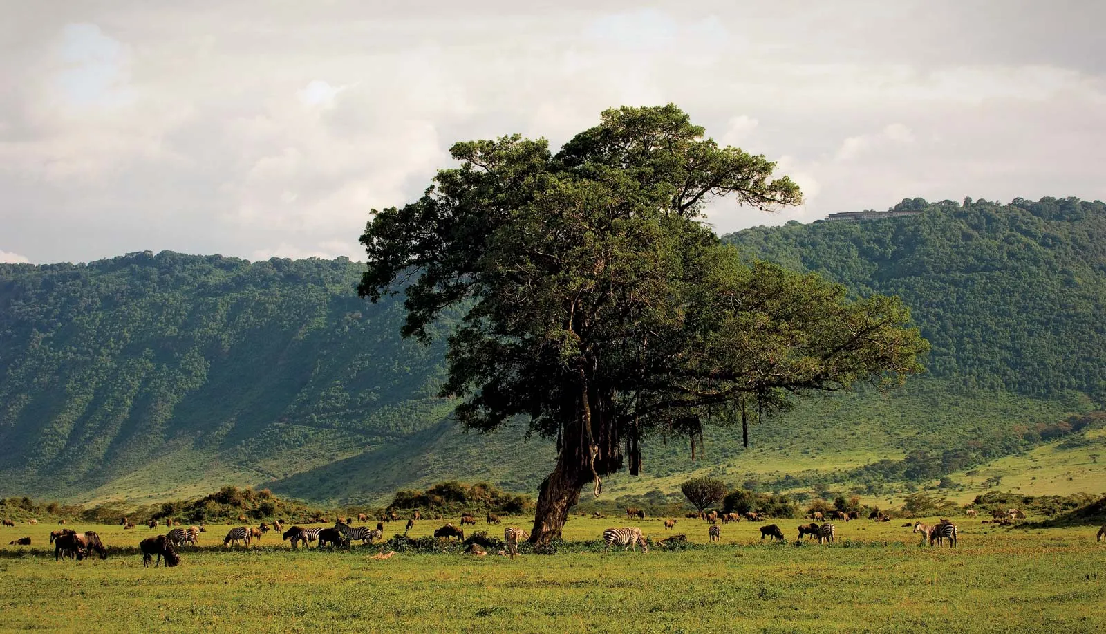 Exclusive 9-Day Tanzania Safari