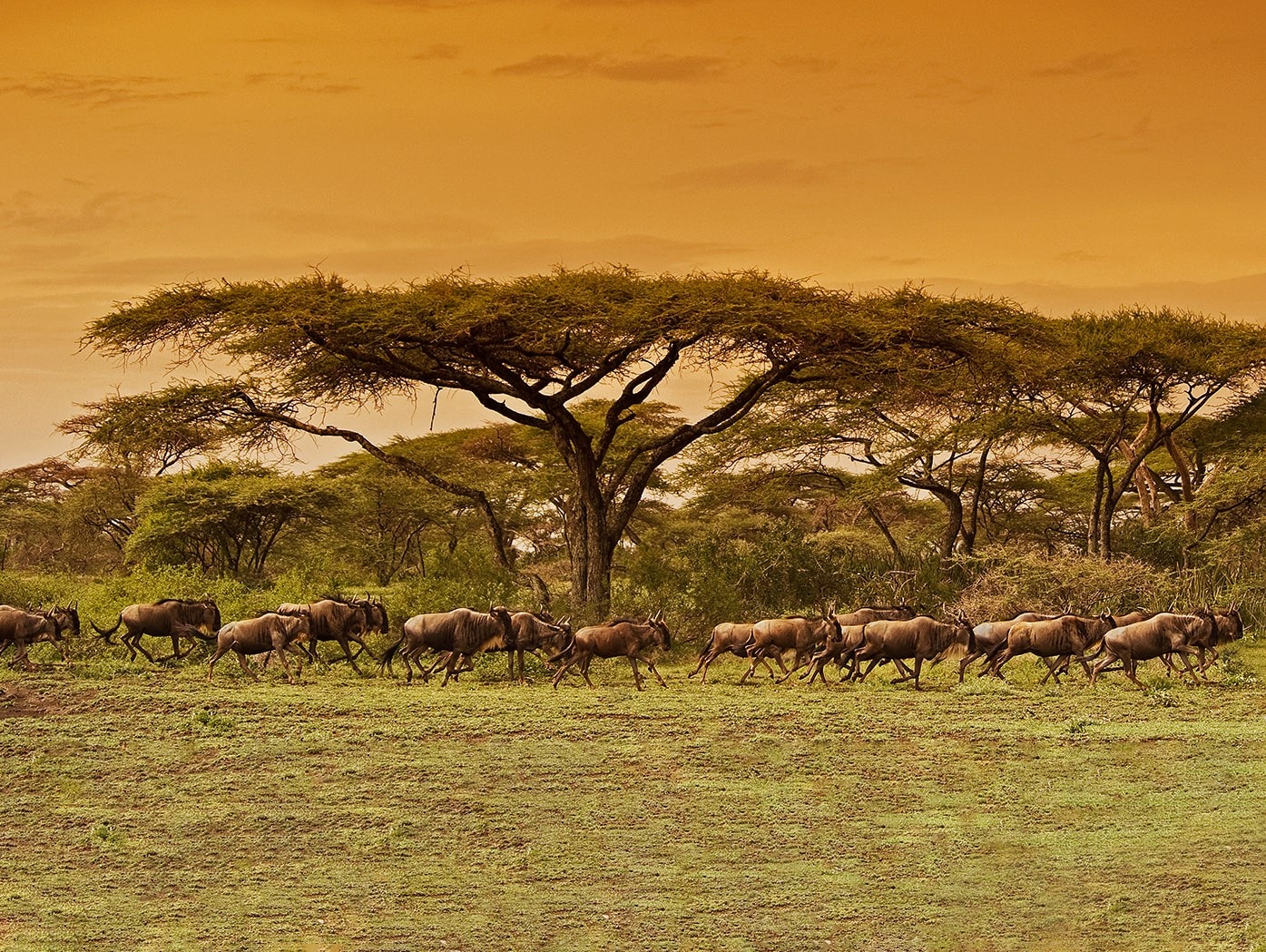 Exclusive 14-Day Tanzania Safari