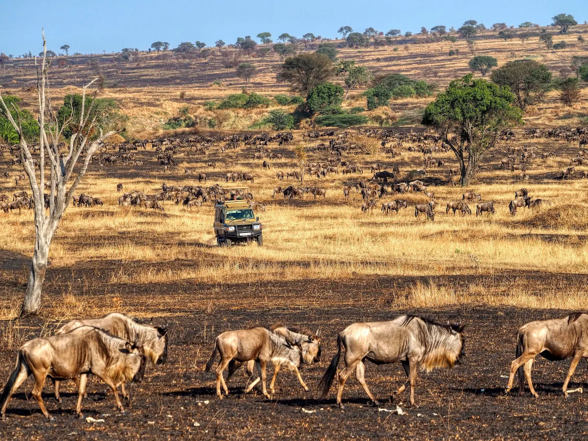 Exclusive 5-Day Tanzania Safari