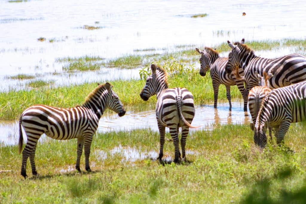 Exclusive 9-Day Tanzania Safari