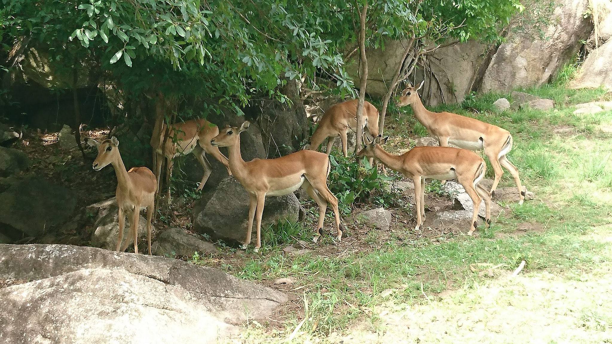 Saanane Island Cultural & Nature Day Trip