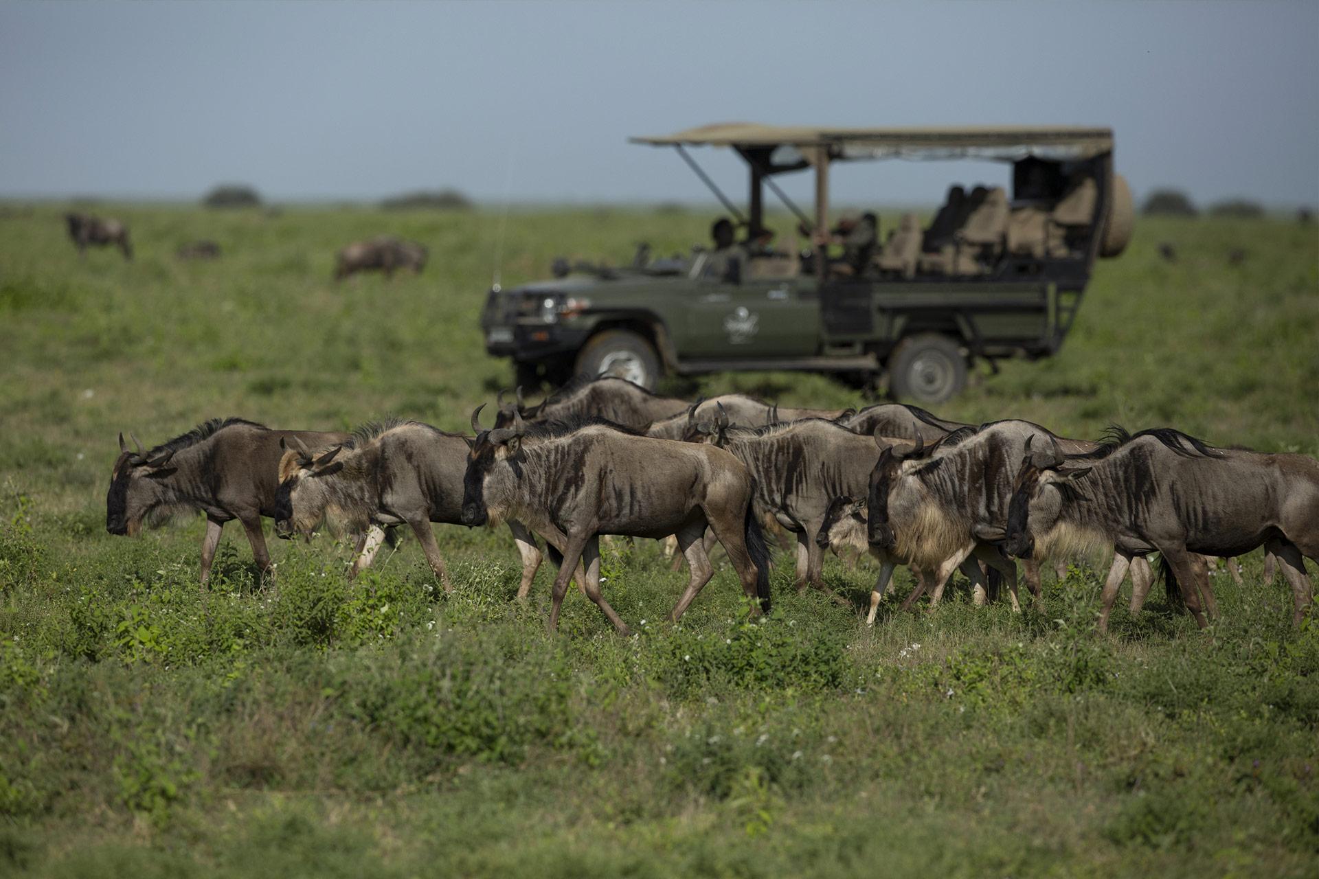 Explore Serengeti day trip from mwanza 
