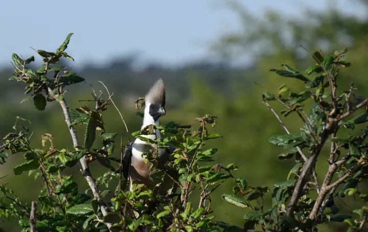 5 Days Exclusive Fly-In Safari from Zanzibar to Nyerere National Park (Selous Kulinda Camp)