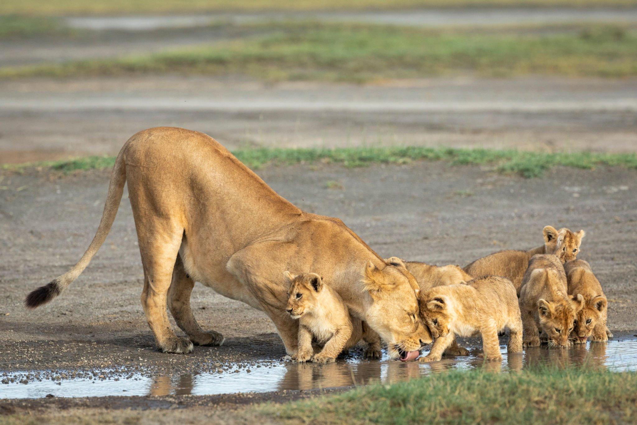 3-Day Fly-In Serengeti Safari from Dar es Salaam