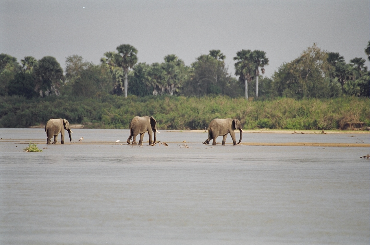 3-Day Fly-In Selous Safari from Dar es Salaam 