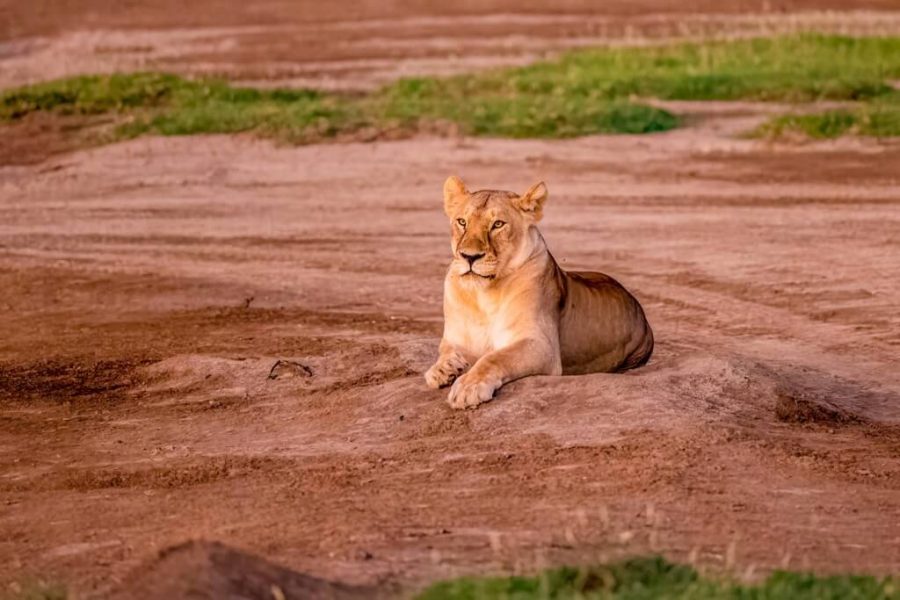 6 Days Luxury Northern & Southern Tanzania Safari