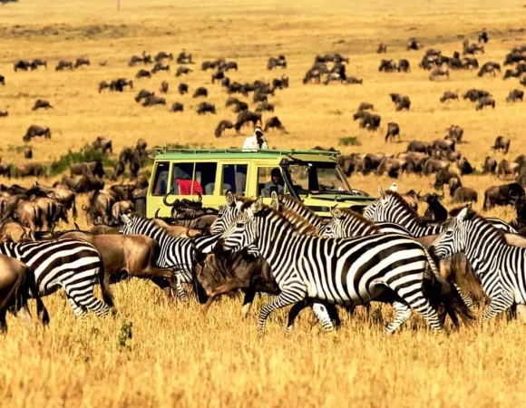 5 Days Northern & Southern Tanzania Safari – Ndutu Migration, Serengeti & Ngorongoro Crater