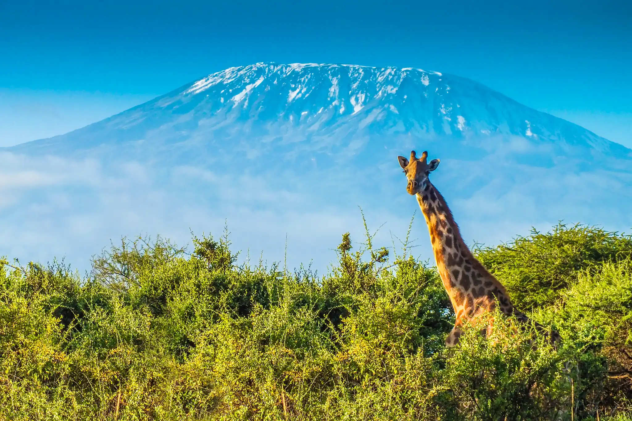 Best Kilimanjaro climb & safari tours