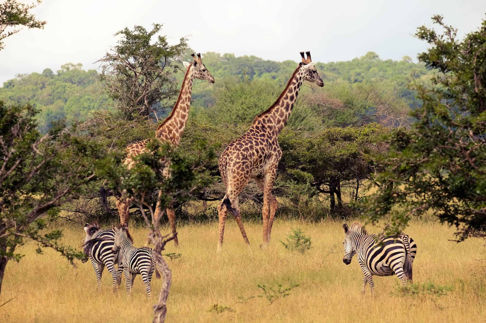  2 Days Private Safari with Walking & River Cruise from Zanzibar