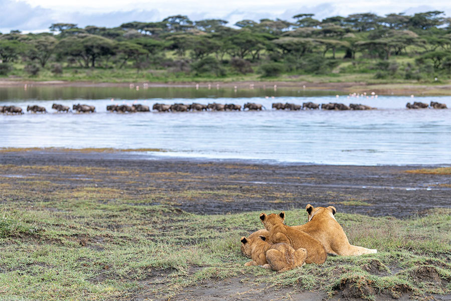 5 Days Northern & Southern Tanzania Safari – Ndutu Migration, Serengeti & Ngorongoro Crater