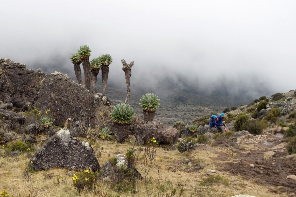Kilimanjaro Nature Walk & Picnic