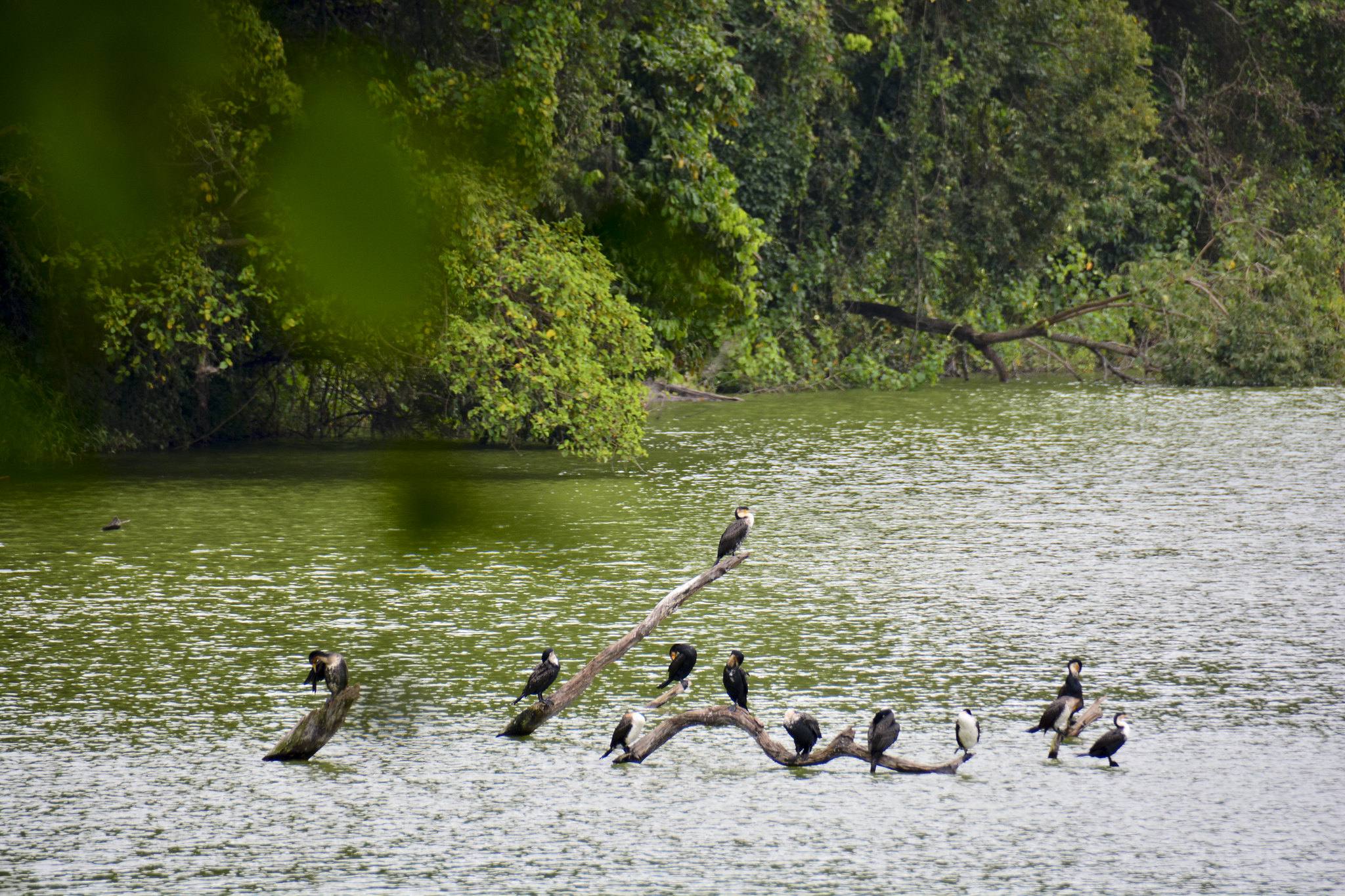 Lake Duluti Canoeing & Nature Walk