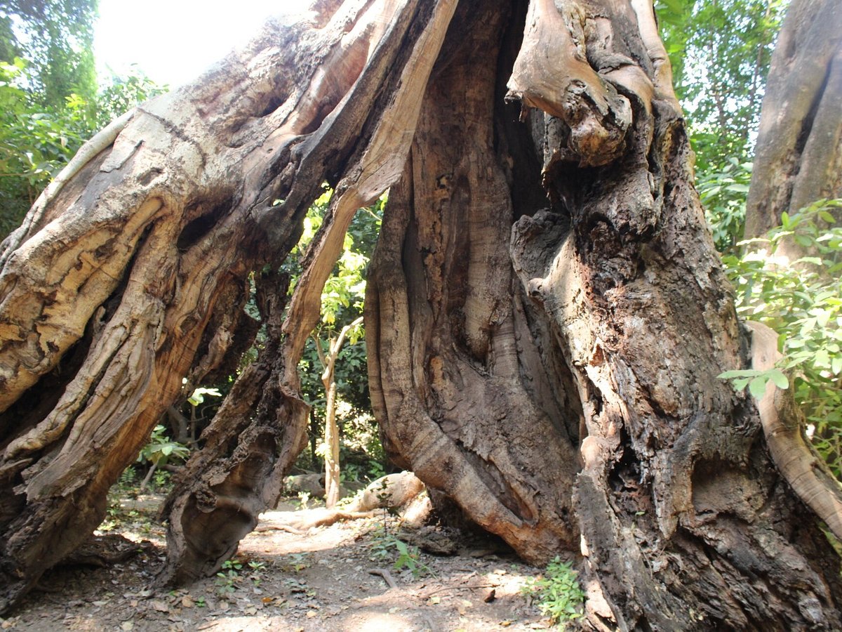 Lake Manyara + Treetop Walkway