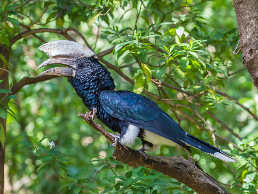 Lake Manyara + Treetop Walkway