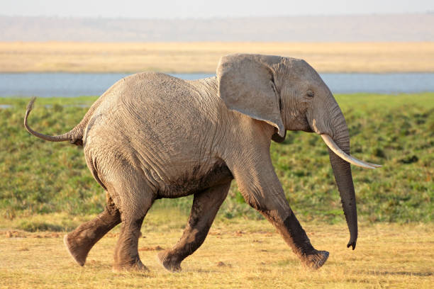 Luxury 5-Day Tanzania Safari