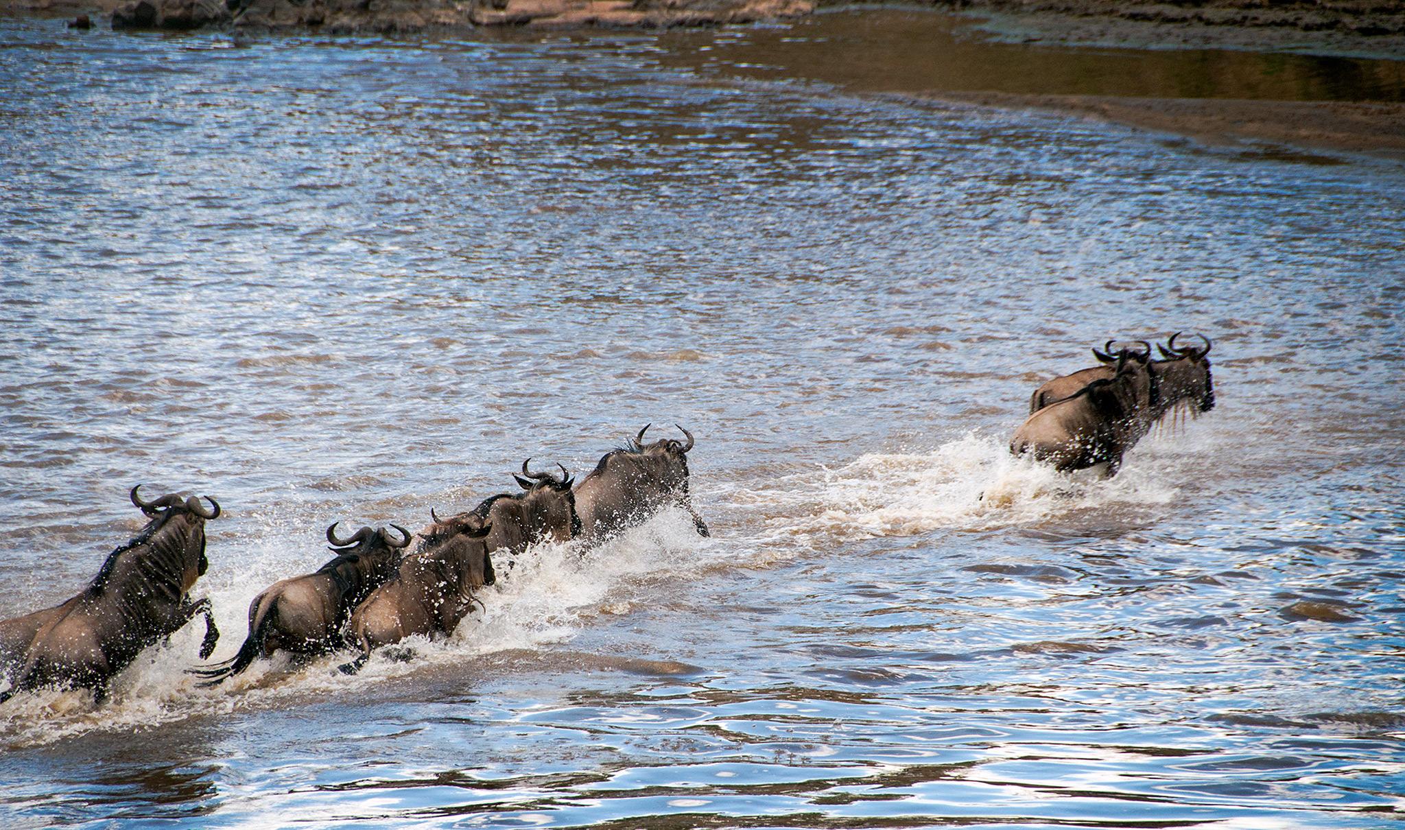Private Grumeti River Great Migration Safari