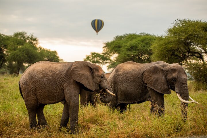 Luxury Tanzania Safari for Senior Travellers 