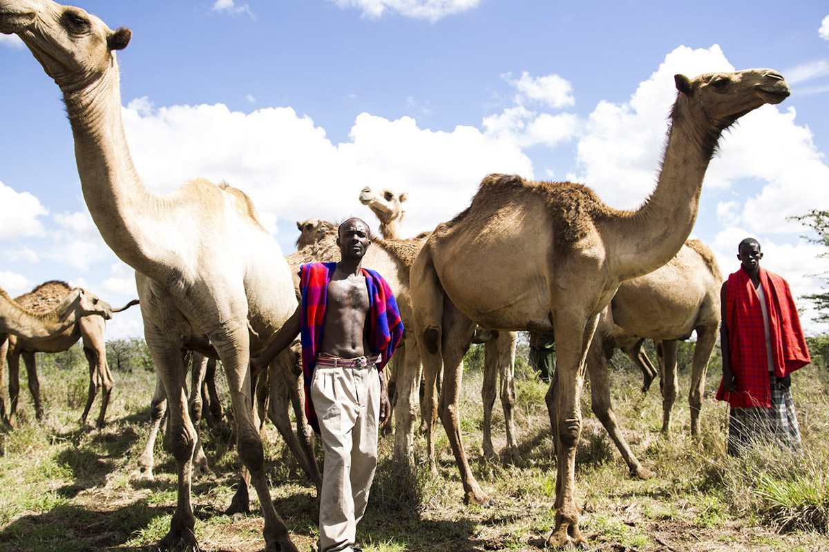 Camel Ride & Maasai Culture Day