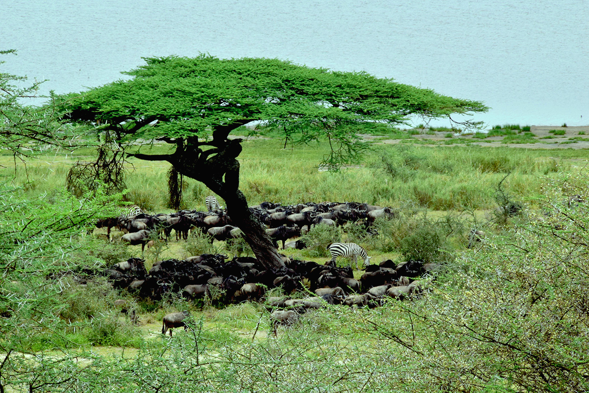 Ndutu conservation area explained 