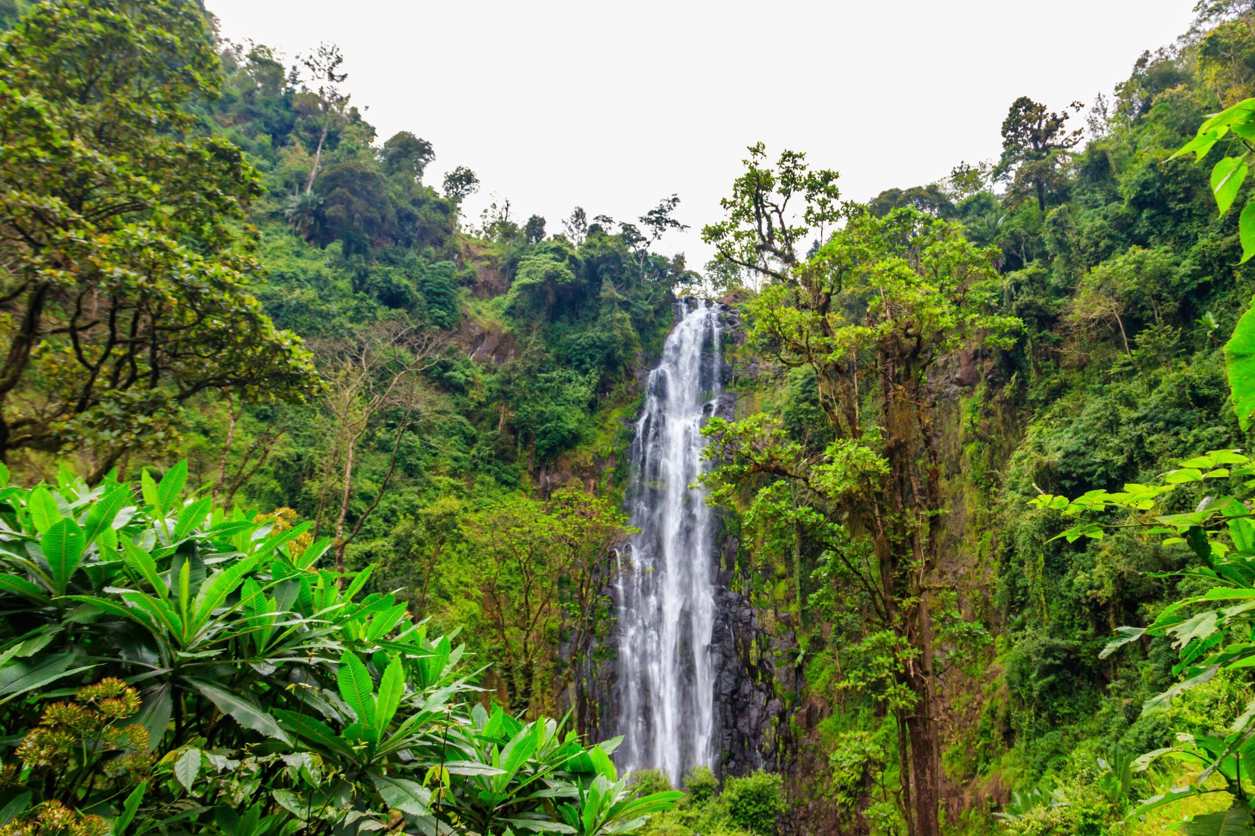 Waterfalls of Materuni & Coffee Tasting
