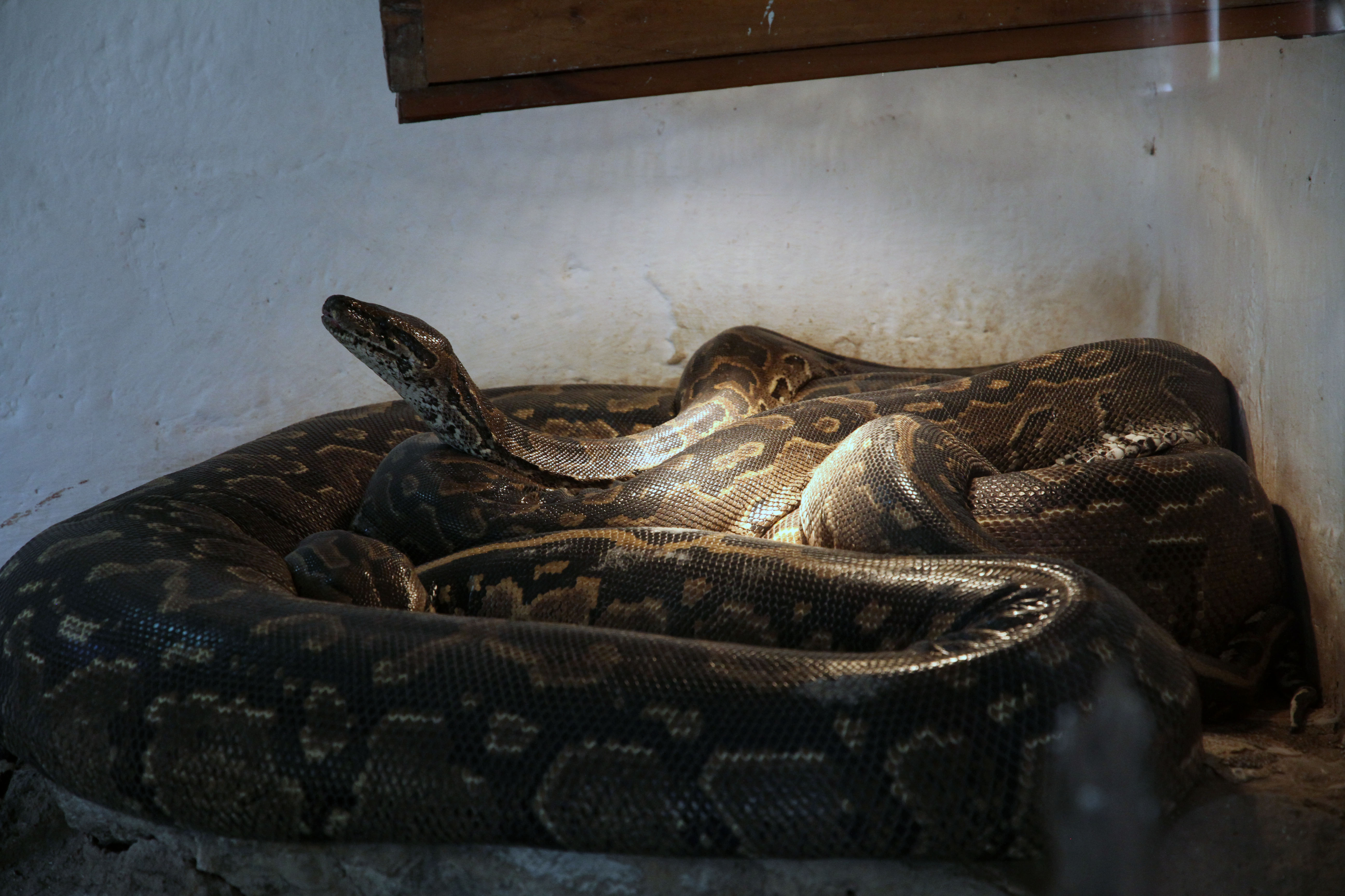 Snake Park + Maasai Museum Combo