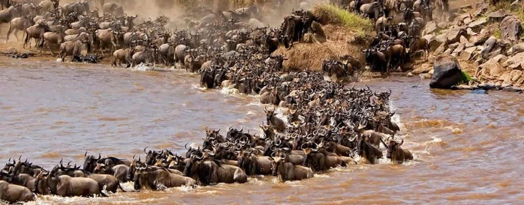 Arusha safari deals 2026