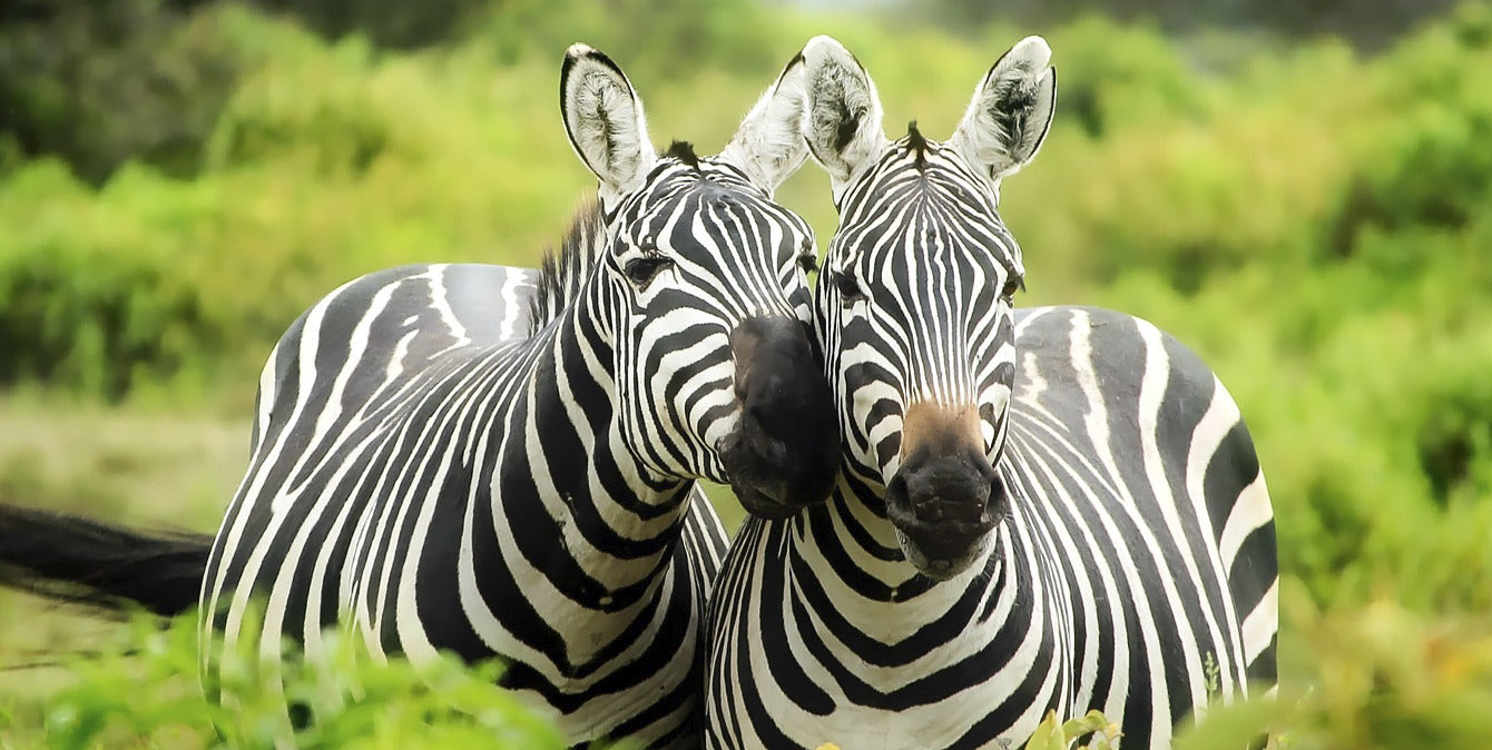 5 Days Selous Game Reserve & Mikumi Combo Safari