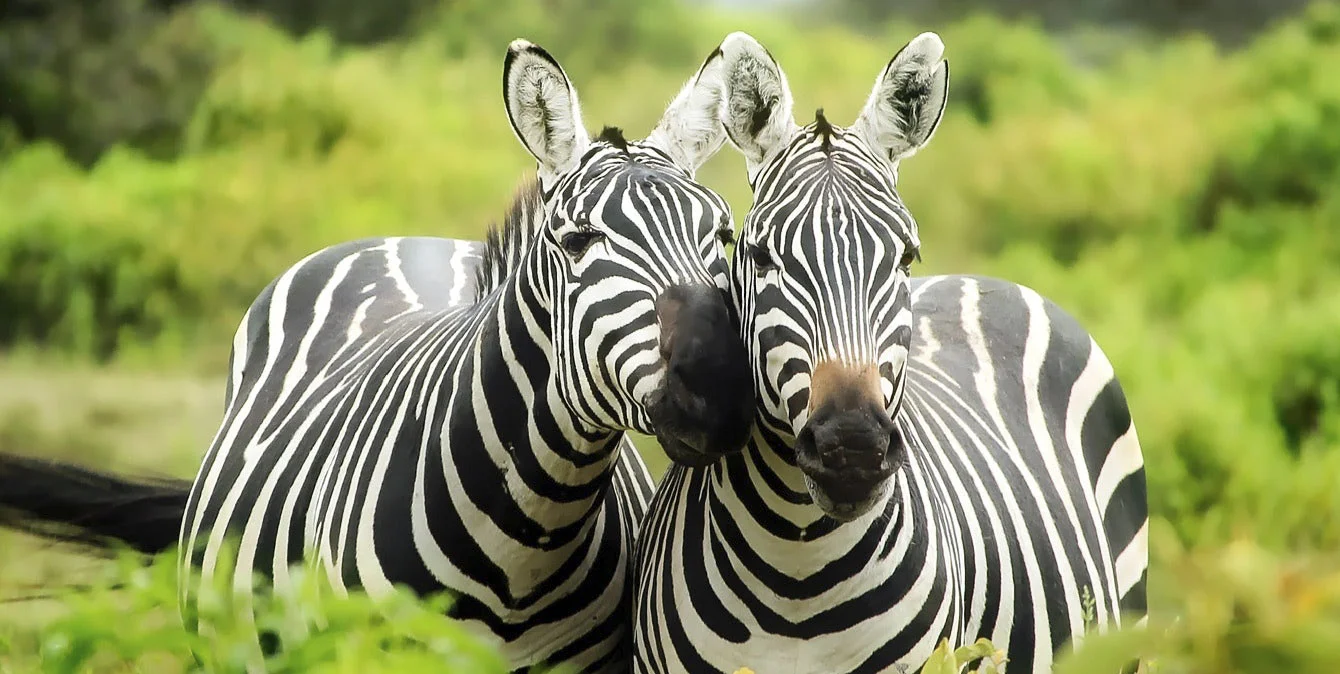 Mikumi all-inclusive safari package