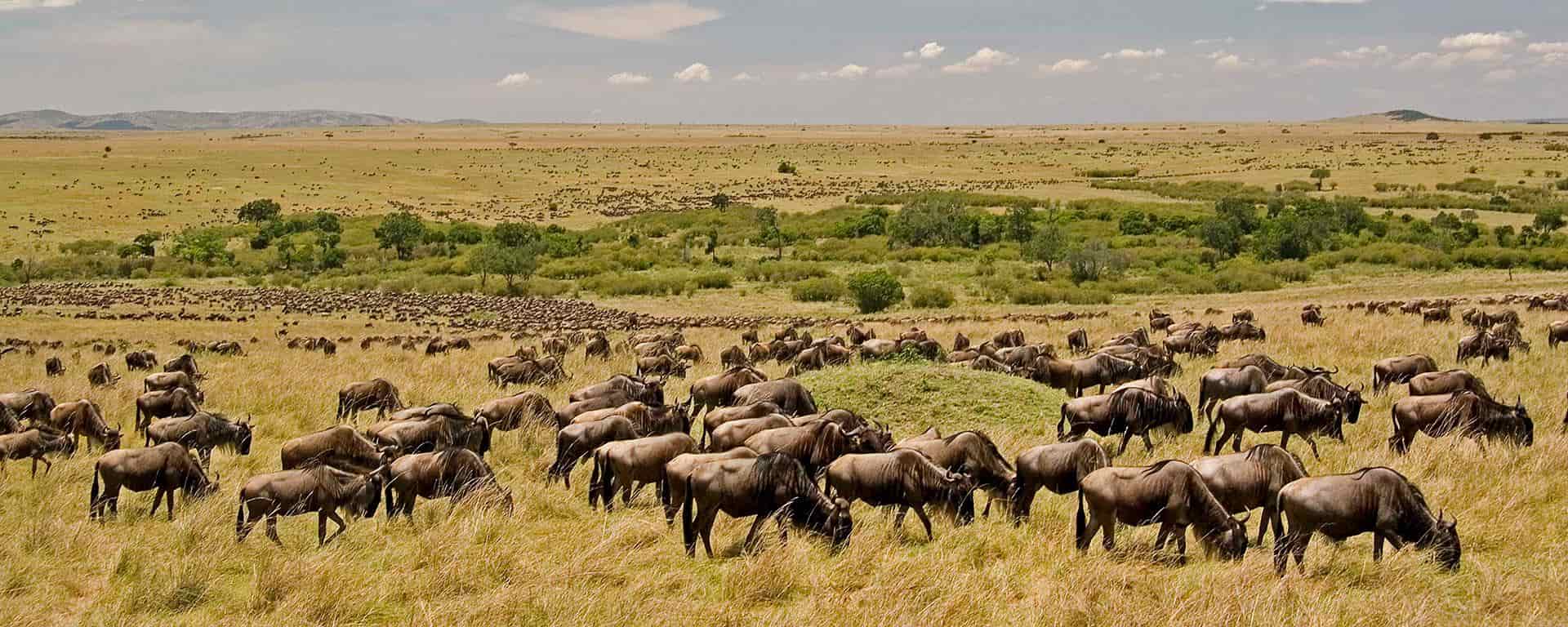 7 Days Luxury Northern & Southern Circuit Tanzania Safari