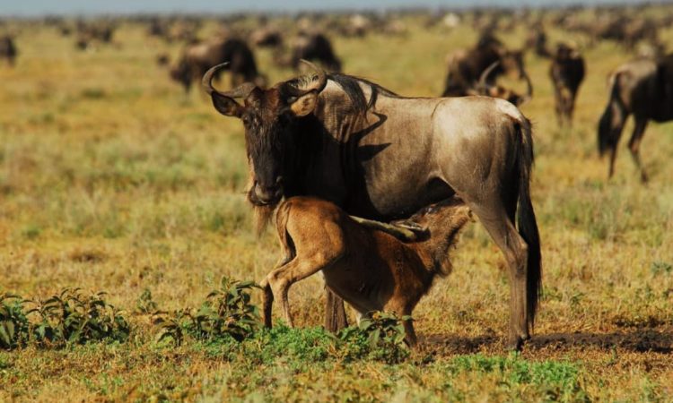 Ndutu cultural experience near Ngorongoro