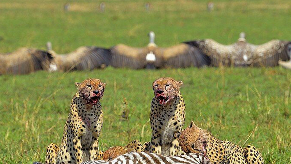6 Days Mid-Range Serengeti Wildebeest Migration Safari July