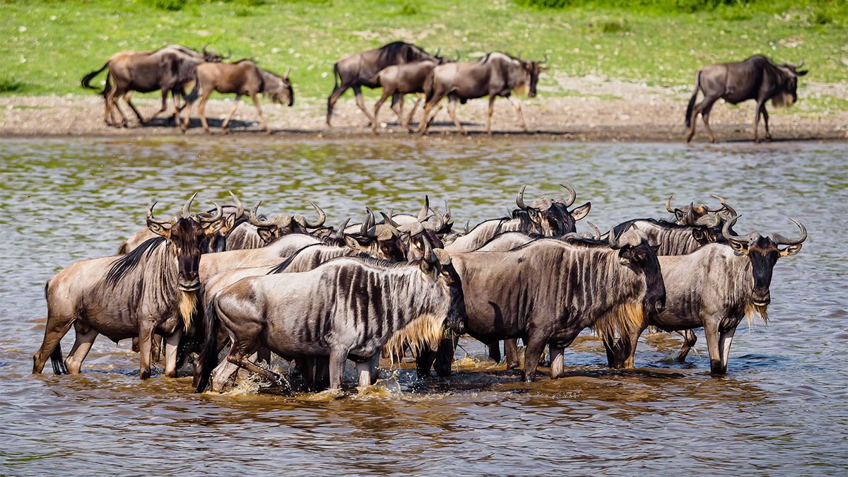 Ndutu Migration Safari Trips, Wildlife viewing opportunities