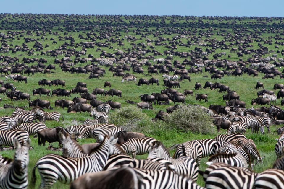 5 Days Northern & Southern Tanzania Safari – Ndutu Migration, Serengeti & Ngorongoro Crater